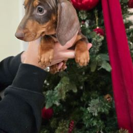 Boy 2 - Chocolate and tan male Dachshund puppy in Hesperia, California from VOM HAUSE Imperial