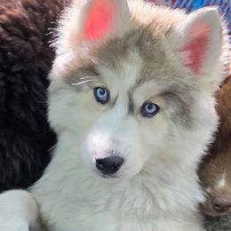 Honor - Gray and white male Siberian Husky puppy in East Tawas, Michigan from BurnsBerg's Woolies
