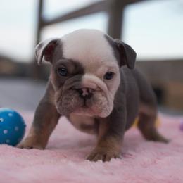 White out - Blue tri-color female Bulldog puppy in Warsaw, New York from Hillview Kennels