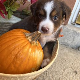 Lassie - Red male Miniature American Shepherd puppy in Troy, Ohio from Wiggle Wags Miniature American Shepherds