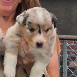 Nashoba - Blue merle male Australian Shepherd puppy in Summerville, South Carolina from Mtn Hollow
