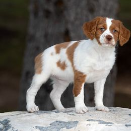 Brittany Puppies from Tommie Dahl