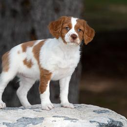 Brittany Puppies from Tommie Dahl