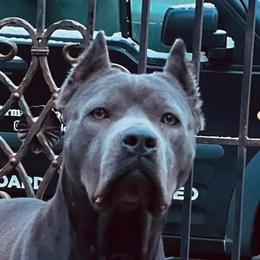 Storm - Cane Corso