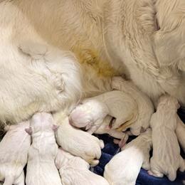 Sapphire - Light golden female Golden Retriever puppy in Colorado Springs, Colorado from Sharp Guardians and Goldens