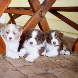 Australian Shepherd Puppies from Forevr Farm Australian Shepherds