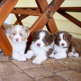 Australian Shepherd Puppies from Forevr Farm Australian Shepherds