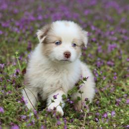 Snoopy - Red merle female Australian Shepherd puppy in Star City, Arkansas from Blush & Lace Aussie Co.