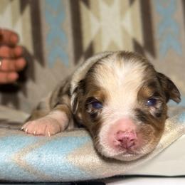 Sweet Girl 1-Red Merle - Red merle female Australian Shepherd puppy in Mayfield, Kentucky from Hamilton Farms