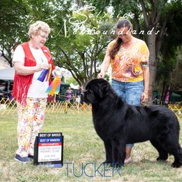 Tucker - Newfoundland