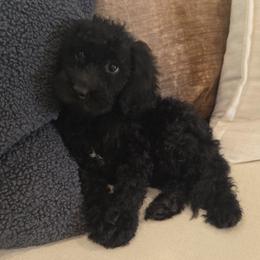 Maverick - Black male Goldendoodle puppy in Wauseon, Ohio from Medium Labradoodles 🐾