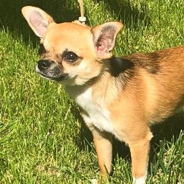 Chihuahuas from Casa de Chihuahua