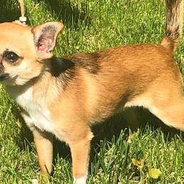 Chihuahuas from Casa de Chihuahua
