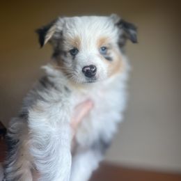 Ghost - male Miniature Australian Shepherd puppy in Weatherford, Texas from F & T Aussies