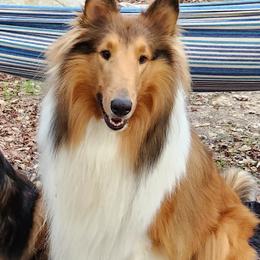 Canyon - Collie