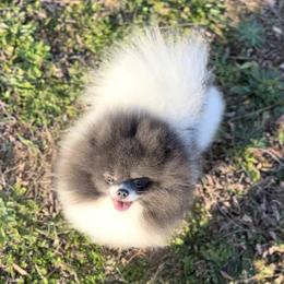 Cash - Pomeranian