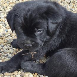 Dio (blue collar) - Black male Labrador Retriever puppy in Greenwich, Ohio from Pure Gem Kennel