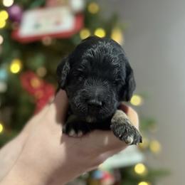 Truffle - Sable male Goldendoodle puppy in Howard City, Michigan from Doodles and Chaos
