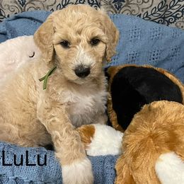 Goldendoodle and Poodle Puppies from Milley’s Poodles and Doodles