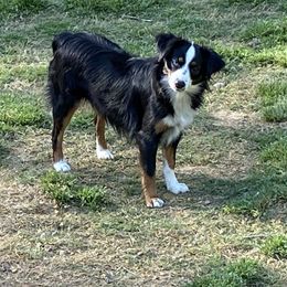 Penny - Toy Australian Shepherd