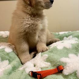 Boy 2-Orange - Golden male Golden Retriever puppy in North Pole, Alaska from Mulberry Retrievers