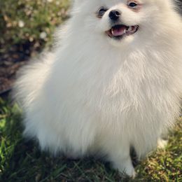 Frankie - Pomeranian