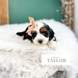 T a y l o r - Tri-color female Bernedoodle puppy in Cedar City, Utah from Cedar Doodles- Home of the Teddybear Goldendoodle