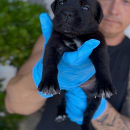 Girl 4 - Black female Cane Corso puppy in California from Donato Kennels