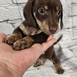 Tim - Chocolate and cream male Dachshund puppy in Anaconda, Montana from Williams Family Dachshunds