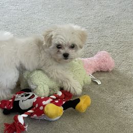 Lilly - White and tan female Maltese puppy in Prague, Oklahoma from Playful Paws Maltese and Maltipoos