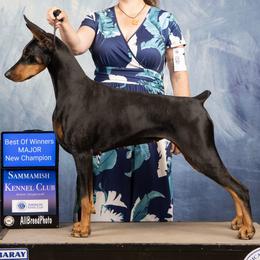 Doberman Pinscher puppies from Spellbound Doberman Pinschers