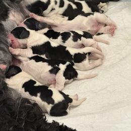 English Cocker Spaniels from Karyn Rivera