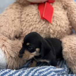 Male2 - Black and cream male Dachshund puppy in Chino Hills, California from Wooofyland LLC