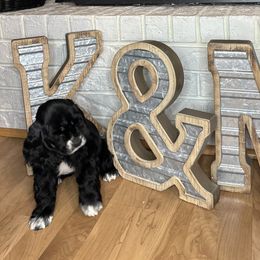 Cocker Spaniel Puppies from K&M crocker Spaniels