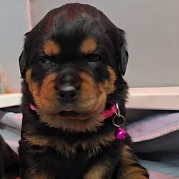 Pink girl - Black and mahogany female Rottweiler puppy in Lake City, Florida from Haus Der Wut Kennels