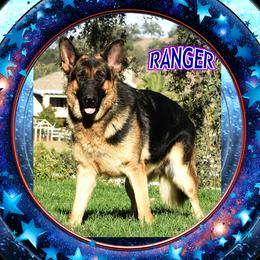 Ranger - German Shepherd