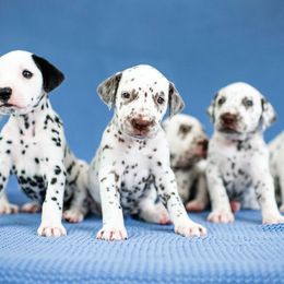 Dalmatian Puppies from CountrySide Dalmatians