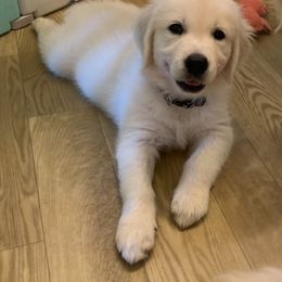 Mr. Black - Light golden male Golden Retriever puppy in Litchfield Park, Arizona from Phoenix Golden Retriever