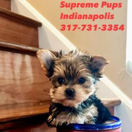 Dexter is Ready Now 3500 Indianapolis,Indiana Ready To Go - Black and gold male Morkie puppy in Indianapolis, Indiana from Supreme Pups