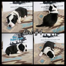 Girl 4 - Black and white female Cardigan Welsh Corgi puppy in Natchitoches. La, Louisiana from Bleu Bayou Corgis