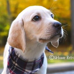 Labrador Retrievers from Urbane Retrievers