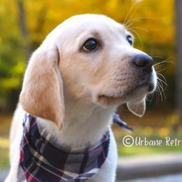 Labrador Retrievers from Urbane Retrievers