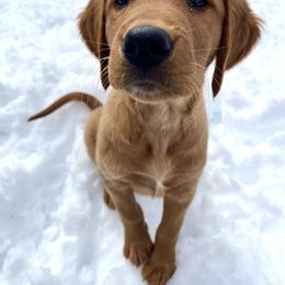 Golden Retriever Puppies from St. Croix Golden Retrievers