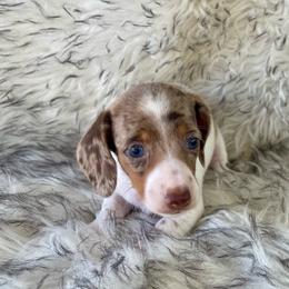 Caramel - Chocolate and cream female Dachshund puppy in Granbury, Texas from Bluebonnet Dachshund, LLC