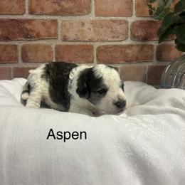 Aspen - female Golden Mountain Doodle puppy in Powell, Wyoming from Doodles of Joy