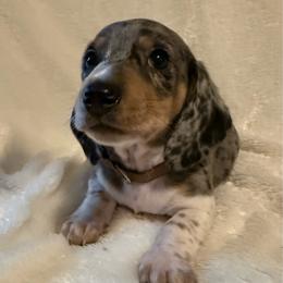 Joey - Dapple male Dachshund puppy in Williamson, New York from Maisy & Meg