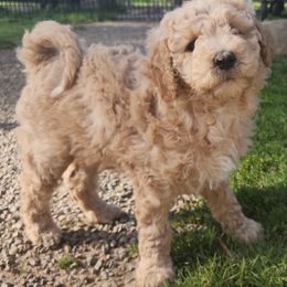 Natasha - Cream Labradoodle puppy in Fostoria, Michigan from North Country Kennel Club