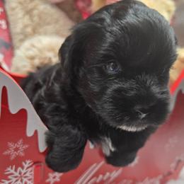 Bolt - Black male Miniature Schnauzer puppy in Hertford, North Carolina from Little Bug Schnauzers