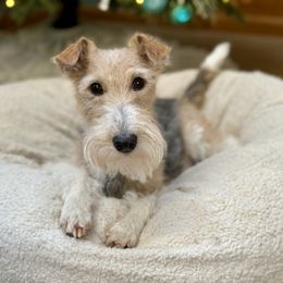 Wire Fox Terrier Puppies from Linwood Wires
