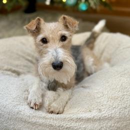 Wire Fox Terrier Puppies from Linwood Wires